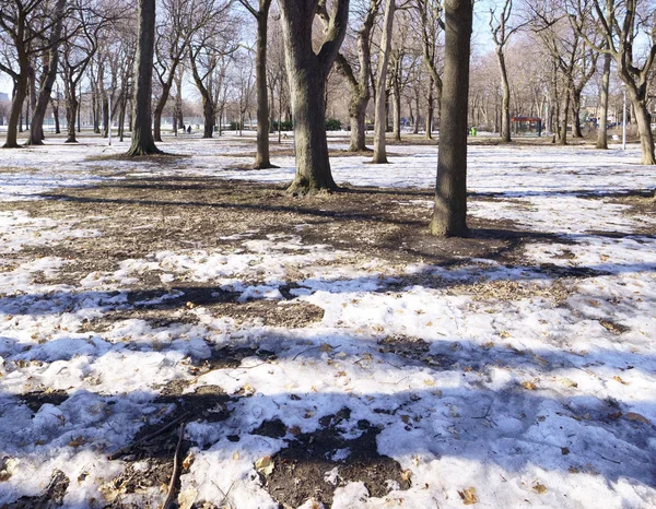 Przez Piękny Słoneczny Poranek Śnieg Topnieje Parku Publicznym Montreal Kanada — Zdjęcie stockowe