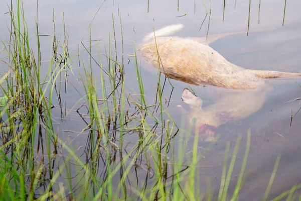 Мертві Олені Озері — стокове фото