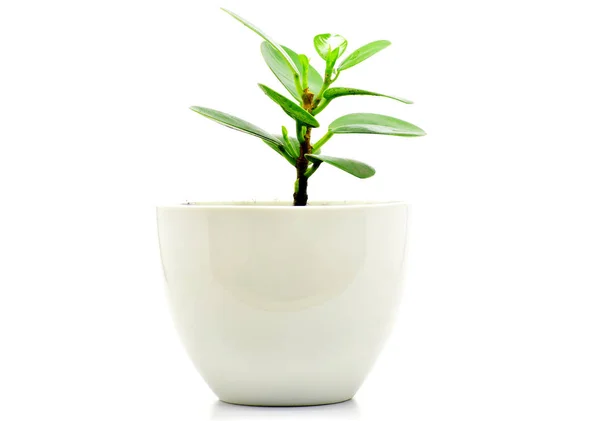 Green Plant Pot Isolate Decoration Interia Design — Stock Photo, Image