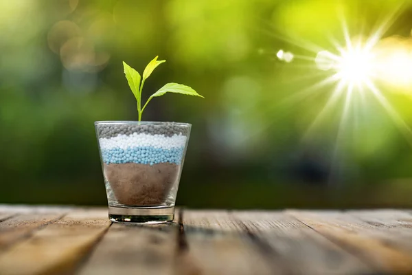 Pflanze Die Auf Glas Stickstoff Kaliumphosphor Dünger Wächst — Stockfoto