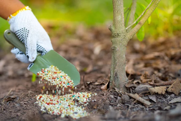 Petani Memberikan Pupuk Untuk Ditanam — Stok Foto