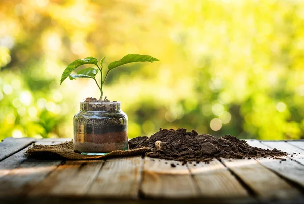 Pflanze Topf Mit Organischer Erde Über Naturhintergrund Und Sonnenlicht — Stockfoto