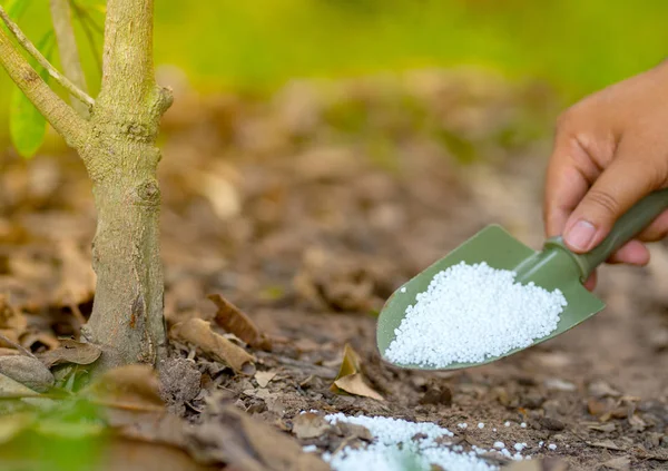 Landwirt Gibt Stickstoffdünger Pflanze — Stockfoto