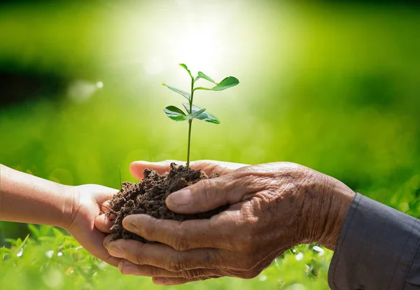 Plant growing on soil with hand holding over sunlight ray and gr Royalty Free Stock Images