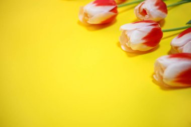 Sarı arka planda laleler