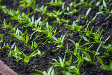 Bulgar biber fideleri