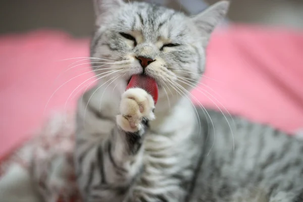 Carino gatto scozzese si sta lavando con la lingua — Foto Stock