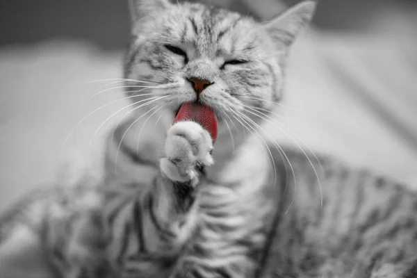 Black and white photo cute scottish cat is washing itself with tongue