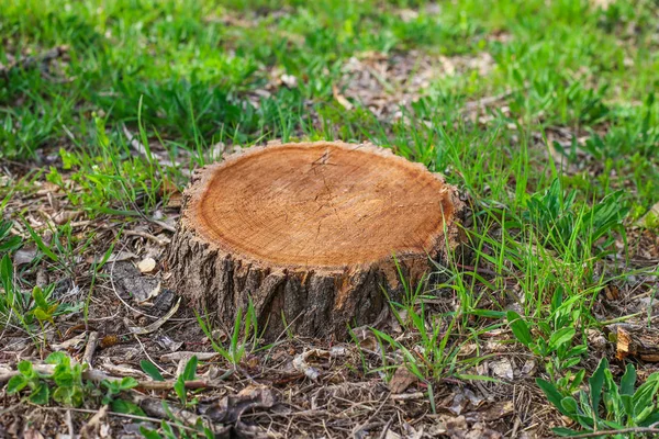 Tree stump in the forest. Top view. — Stock Photo, Image