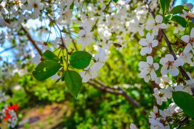 doğa yeşil arka plan üzerinde bir arı ile kiraz açan