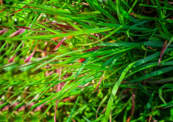 Une coccinelle sur un brin d'herbe. Vue du dessus — Photo