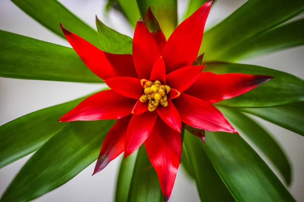 Çiçek açan kırmızı bromeliad'ı kapatın. Üstte görüntü