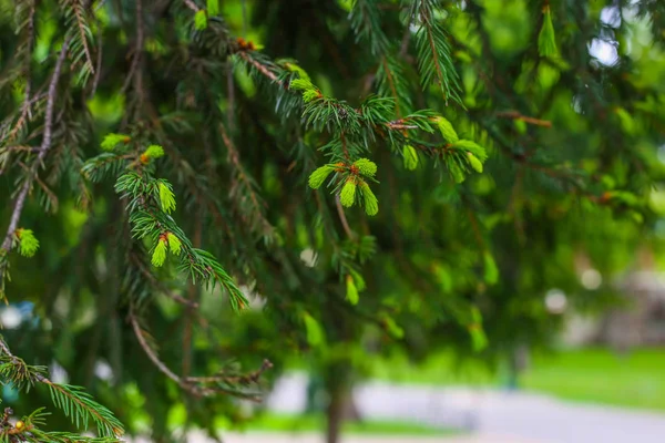 Köknar mavimsi, picea glauca, ayrıca noel ladin beyaz - dökmeyen ağaç bitki, Pinaceae ailesinin türleri. Koyu yeşil dallarda açık renkli genç sürgünler