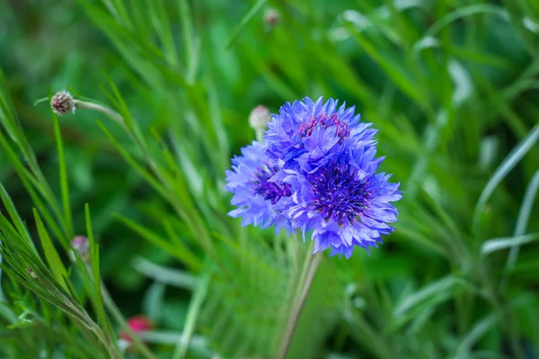 Centaurea cyanus flower in the feild — Stock Photo, Image