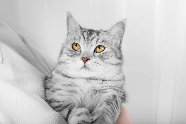 Komik gri İskoç kedi beyaz bir arka planda kadın eline bakıyor.