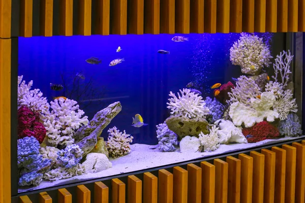 Acquario con piante e pesci tropicali colorati — Foto Stock