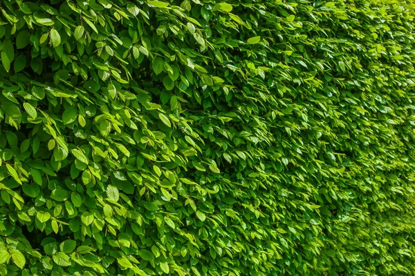 Дикие листья винограда на заборе — стоковое фото