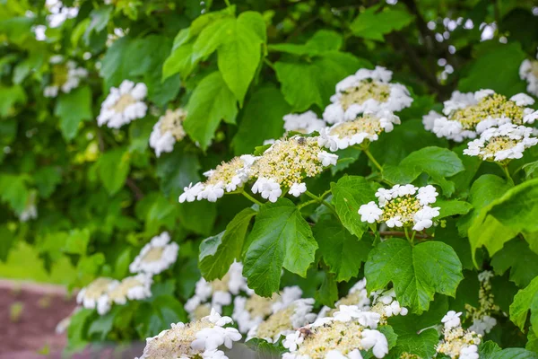 Floresce viburnum — Fotografia de Stock