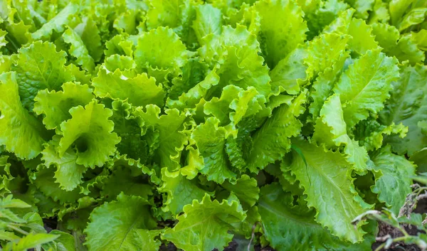 Lettuce salad leaf background. Fresh batavia salad. Close up of lettuce leaf growth on organic farm ground bed. Young green lettuce crop in garden soil for spring leaf salad. Raw vegetarian lettuce