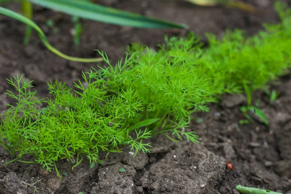 Planta de zanahoria joven brotando del suelo en una cama de verduras. Disparo con poca profundidad de campo . — Foto de Stock