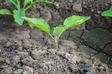 bahçede patlıcan bitkisi