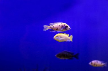 egzotik balık ters yolları. Yolun farklı yörüngeleri. Akvaryum.