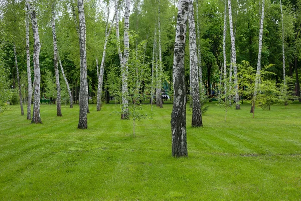 Birch and meadow-grass — Stock Photo, Image