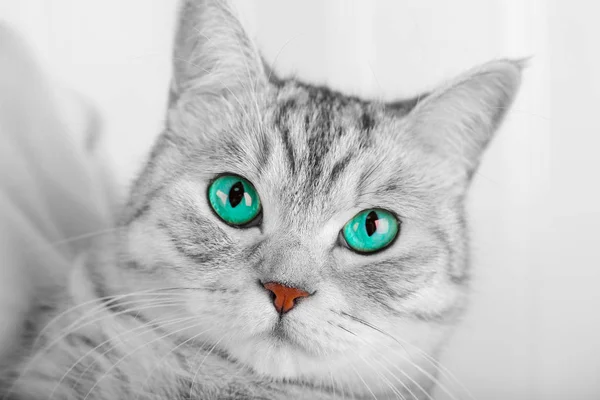 Gato azul aqua ojos — Foto de Stock