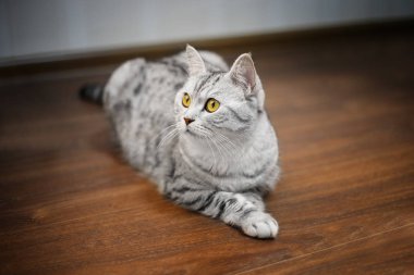 İskoç gri tabby kedi yakın