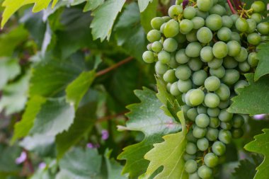 Yeşil üzüm demet yakın