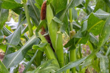 Bahçede genç mısır yakın