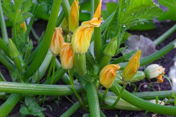 Stock image Zucchini plants in blossom on the garden bed. Close up