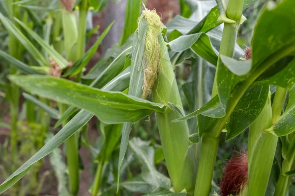 Bahçede genç mısır yakın