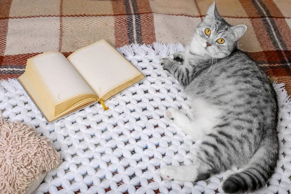 Gato bonito tabby está dormindo na cama em cobertor quente. Frio outono ou inverno fim de semana enquanto lê um livro e beber café quente ou chá. Conceito de Hygge . — Fotografia de Stock
