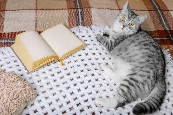 Sevimli tekir kedi sıcak battaniye yatakta uyuyor. Soğuk sonbahar veya kış hafta sonu kitap okurken ve sıcak kahve veya çay içme. Hygge kavramı.