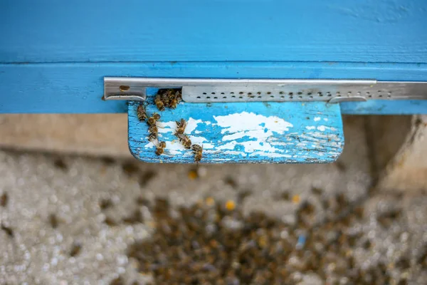 Dead honey bees - poisoned by pesticides and GMOs — Stock Photo, Image