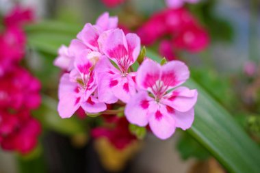 Pembe sardunya. Makro. Güzel yaz çiçeği