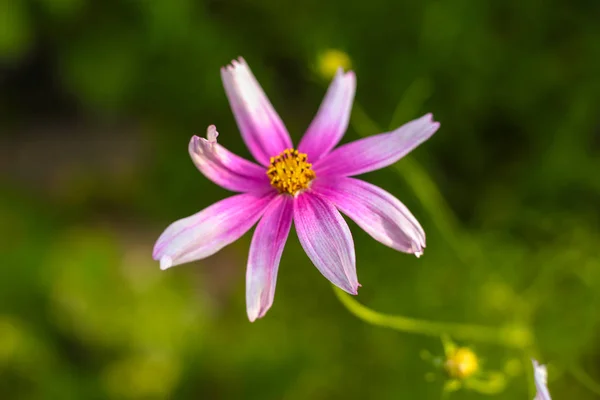 Hermosa flor rosa de verano. Macro disparó. Verano . — Foto de Stock