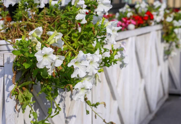 Beautiful flowers growing at the entrance to the cafe Beautiful flowers grow at the entrance of the restaurant — Stock Photo, Image