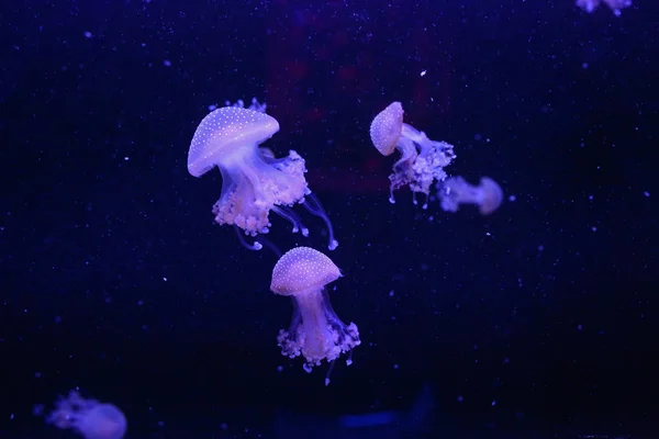 Hermosa caja de medusas venenosas de colores, medusas en el acuario con fondo negro, primer plano de la caja de medusas en el agua del océano en el mar azul profundo —  Fotos de Stock