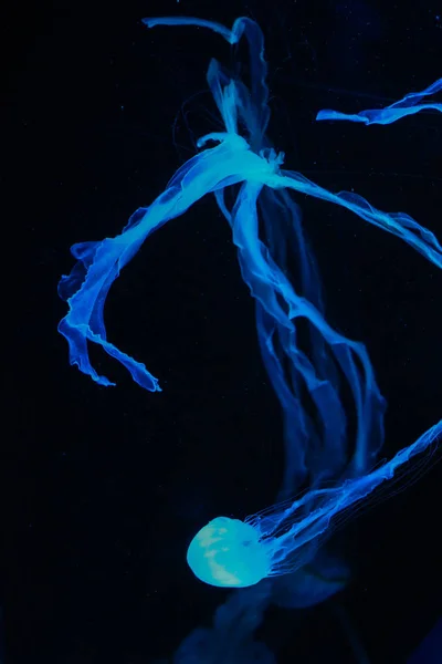 Hermosa caja de medusas venenosas de colores, medusas en el acuario con fondo negro, primer plano de la caja de medusas en el agua del océano en el mar azul profundo —  Fotos de Stock