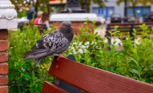 Pojedynczy gołąb patrzy w aparat uważnie, stojąc na ławce na jednej nodze. Karmienie gołębi w miastach zabija ekosystem. — Zdjęcie stockowe