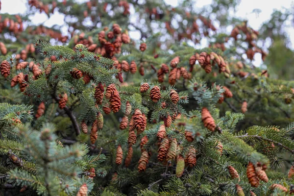 Green coniferous cedar ripe pine cones on tree branch forest sunlight. — Stock Photo, Image
