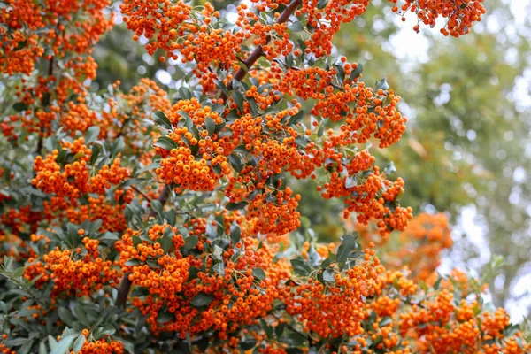 Autumn bunch of berries. Orange autumn berries of Pyracantha with green leaves on a bush. Hippophae rhamnoides, Hippophae, Sea buckthorn. Place for text.