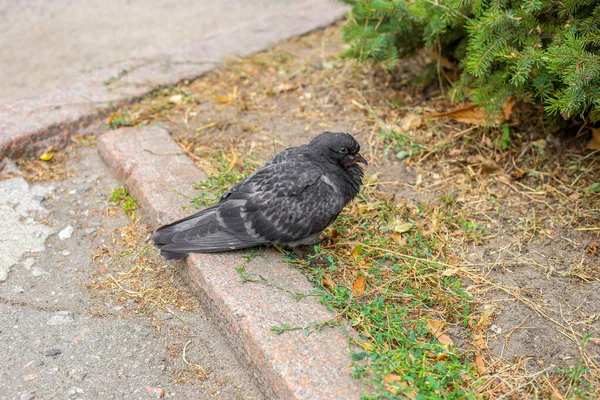 Un soffice piccione malato arruffato è seduto su asfalto . — Foto Stock