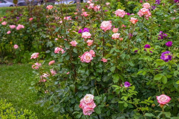 Piękne róże kwitną w ogrodzie — Zdjęcie stockowe