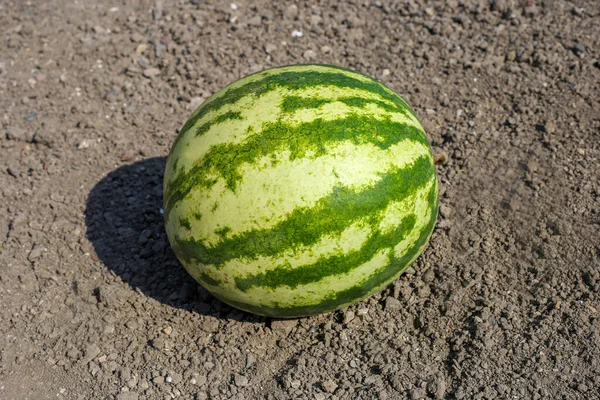 Vandmelon modnet i haven. Høst i haven - Stock-foto