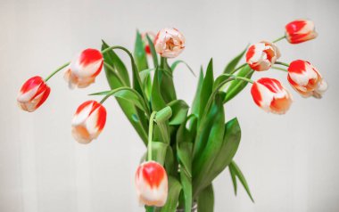 Doğum günü kutlaması için lale çiçekleri. Vazodaki laleler