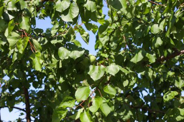Ağaçta taze taze çiğ kayısılar.