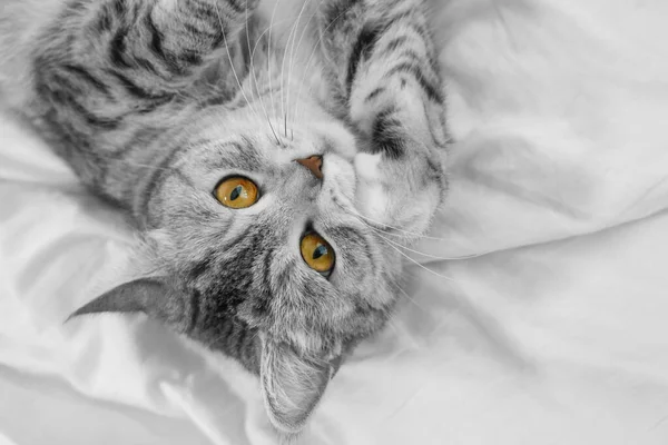 close-up of cat on a white bed. Silver scottish tabby cat